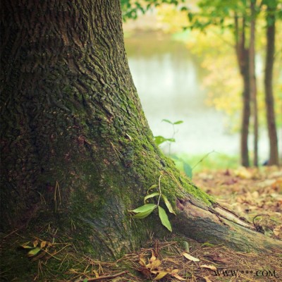 【萬水化工商城】電鍍銀專用鋁銀漿TL9018 銀漿電鍍銀鋁銀漿 非浮型銀漿 馬蹄蓮
